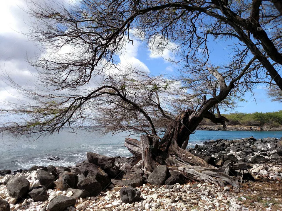 coral tree