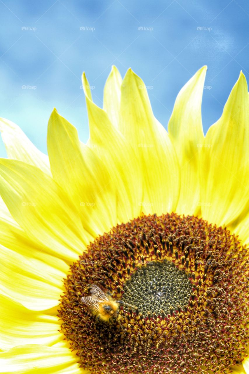 A honey bee on a sunflower. A busy honey bee gathers pollen on a bright yellow sunflower.