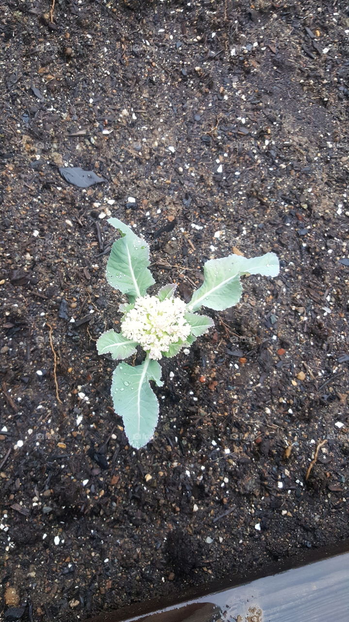 Home grown cauliflower