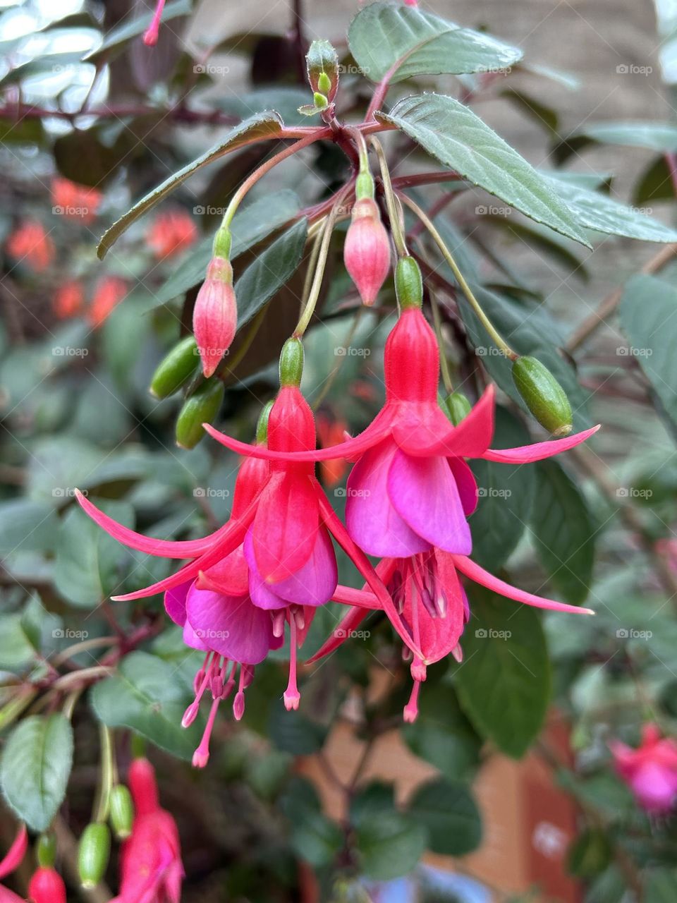 Fuchsia little Ronnie