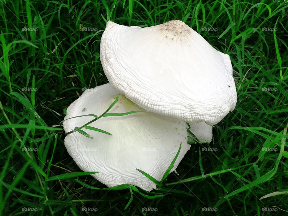 Mushrooms growing on grassy field