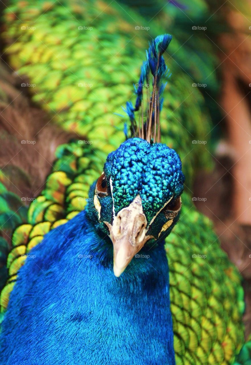 Peacock Portrait