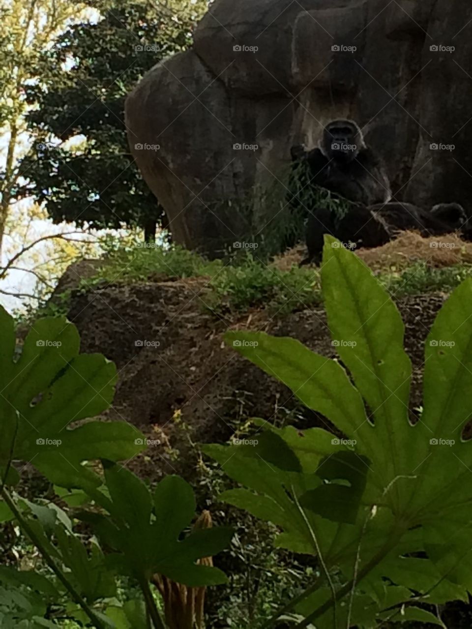 Gorilla in the midst