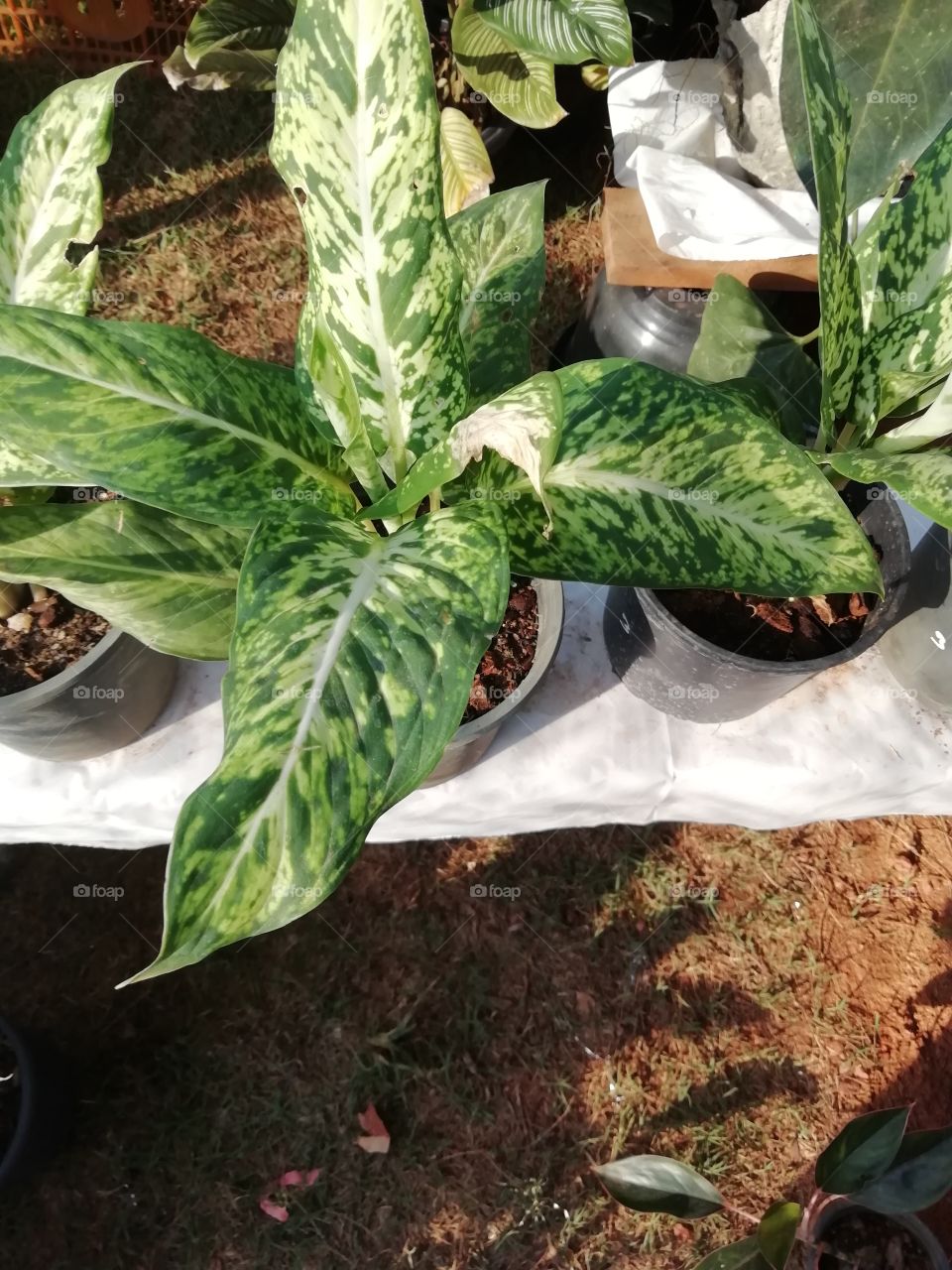 Green is always an eye soothing colour. 💚# I love this small fellow 😜