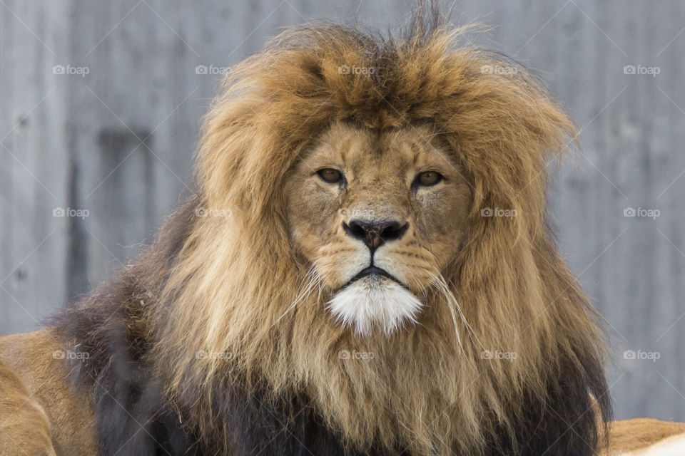 Portrait of a lion