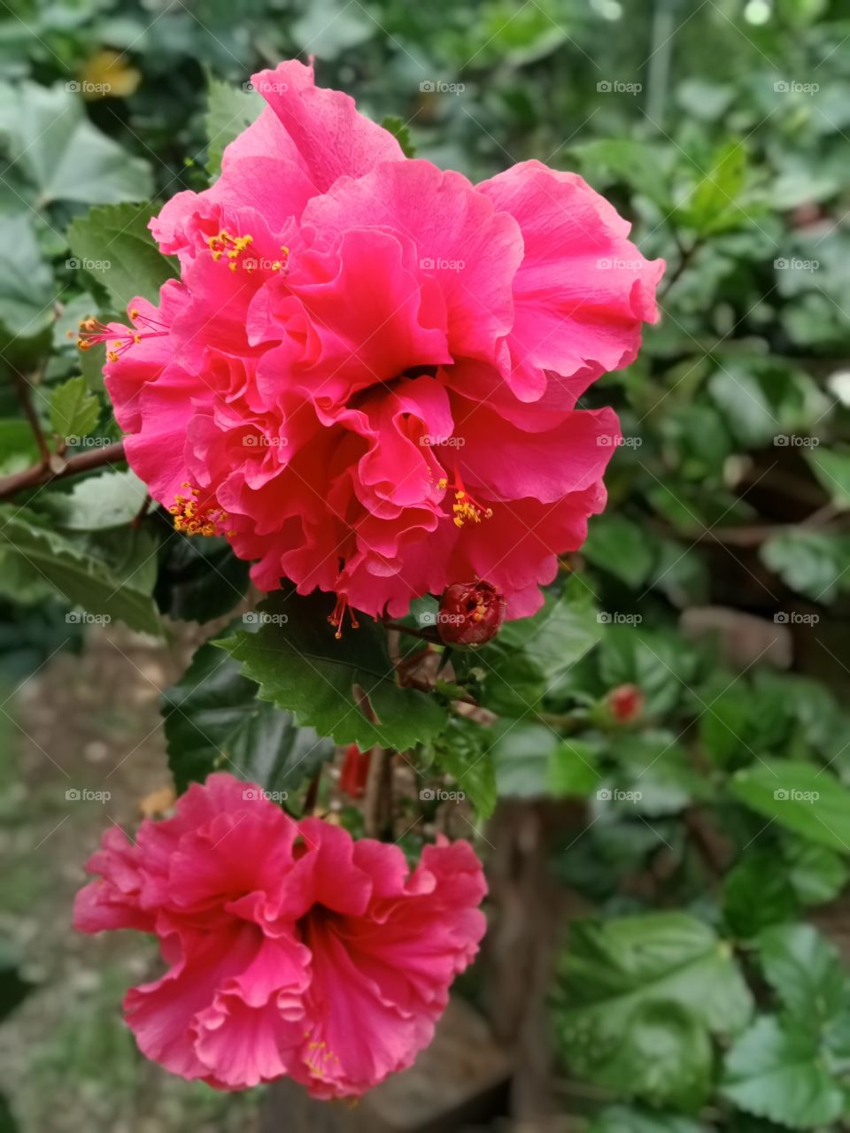 beautiful Red flowers