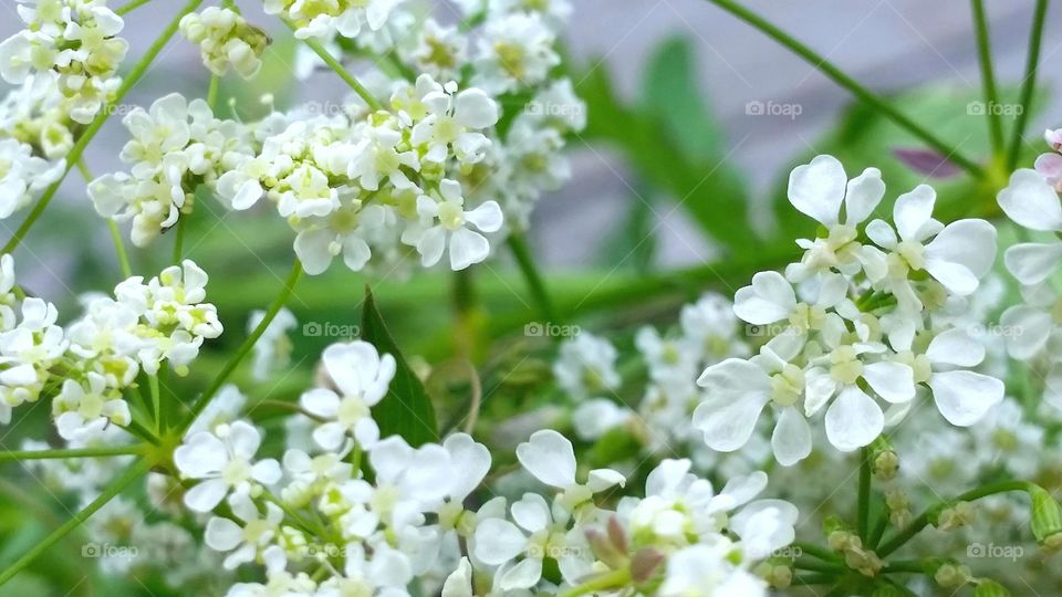 White summer flower