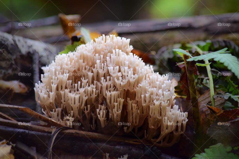 Unique mushrooms in the polish forest 