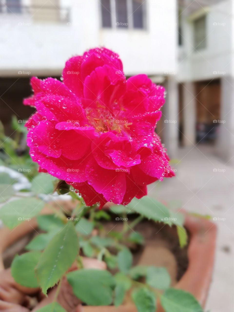awesome looking rose