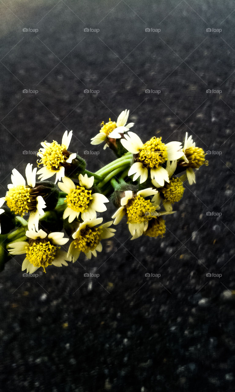 It's not spring, but this flower so many growth. Many kids make some fun with this flower. They're made crown from this flower and they will playing as the princess