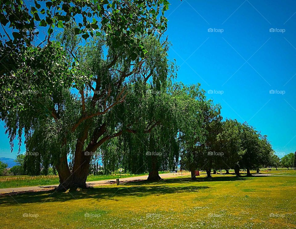 Tree, Nature, Grass, Landscape, Park