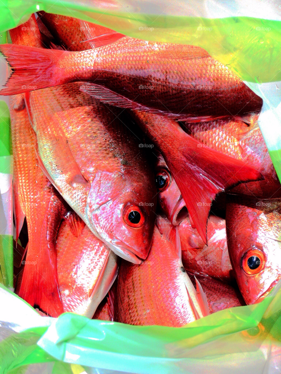 red fish fresh bright by stevehardley7