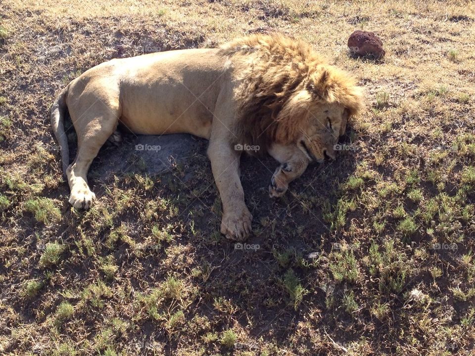 nature grass cute zoo by katago