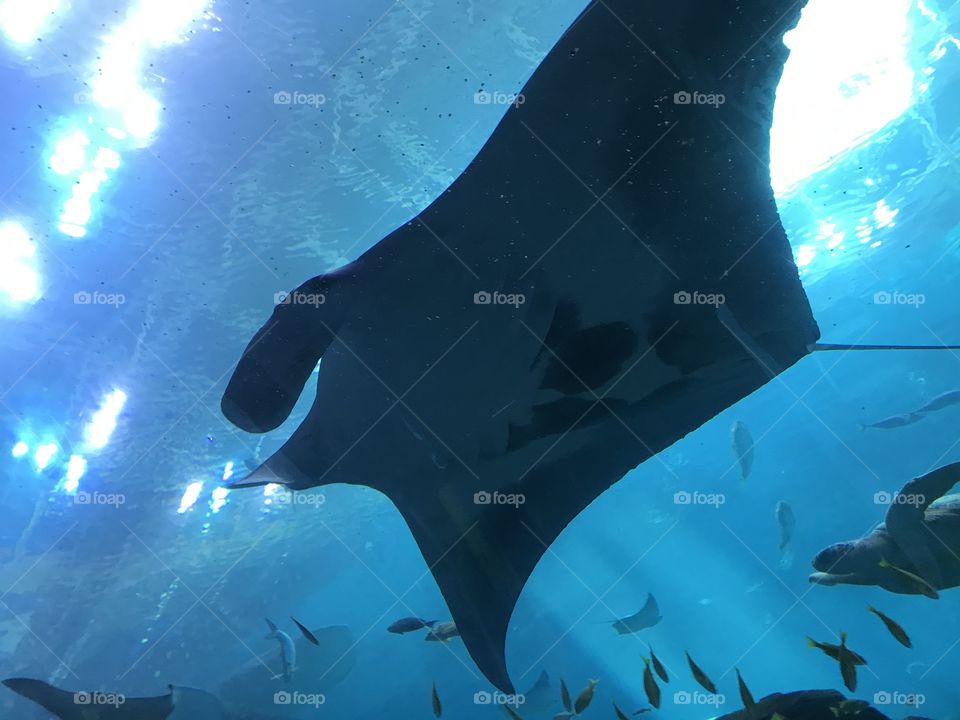 Manta ray 