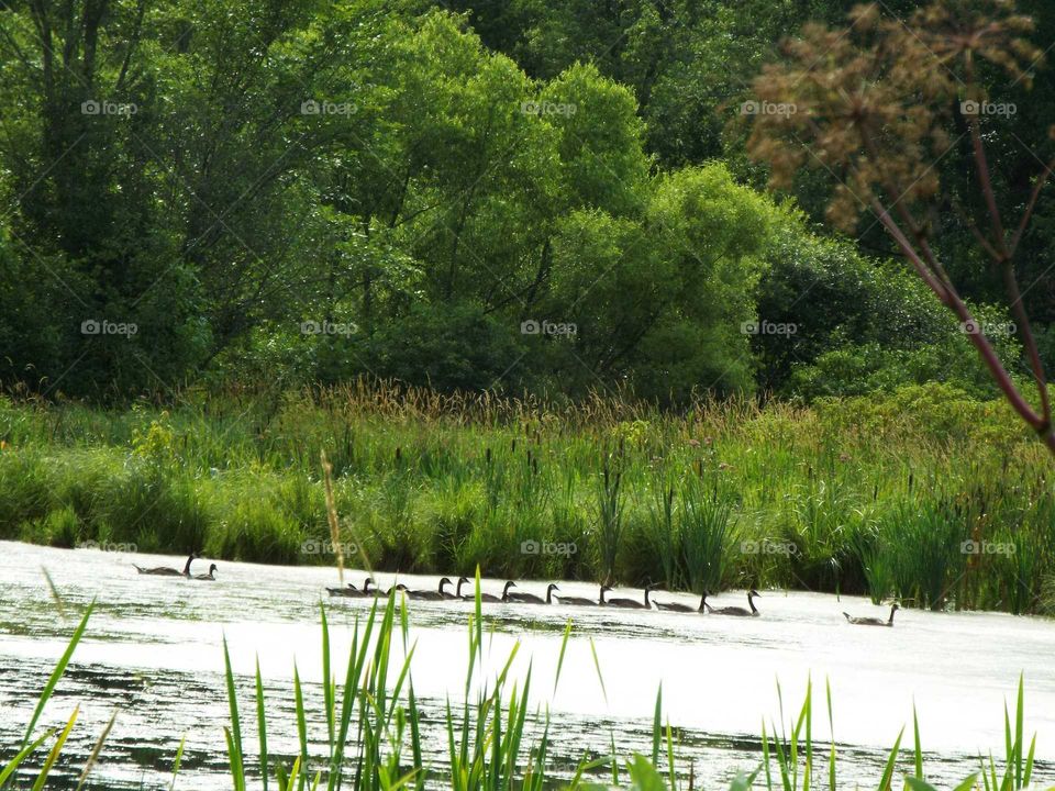Geese on the pond