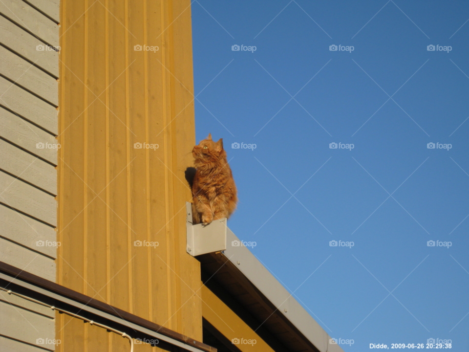 house cat animal pet by MagnusPm