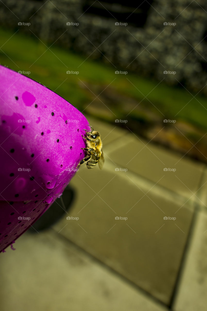 Captured outside in the garden 