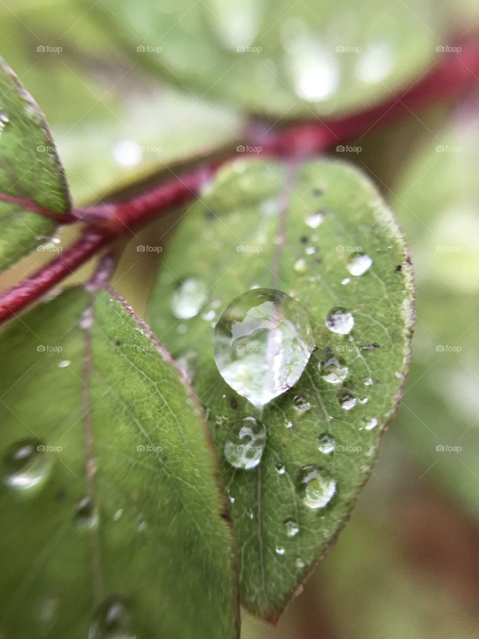 Macro drops of water on the leaves 