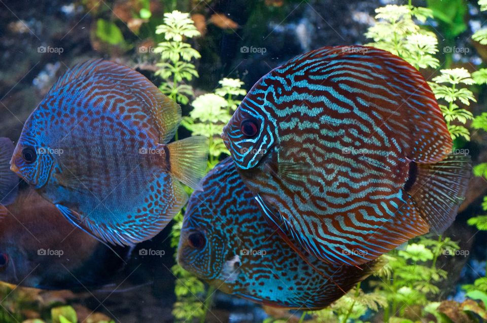 Blue Discus
