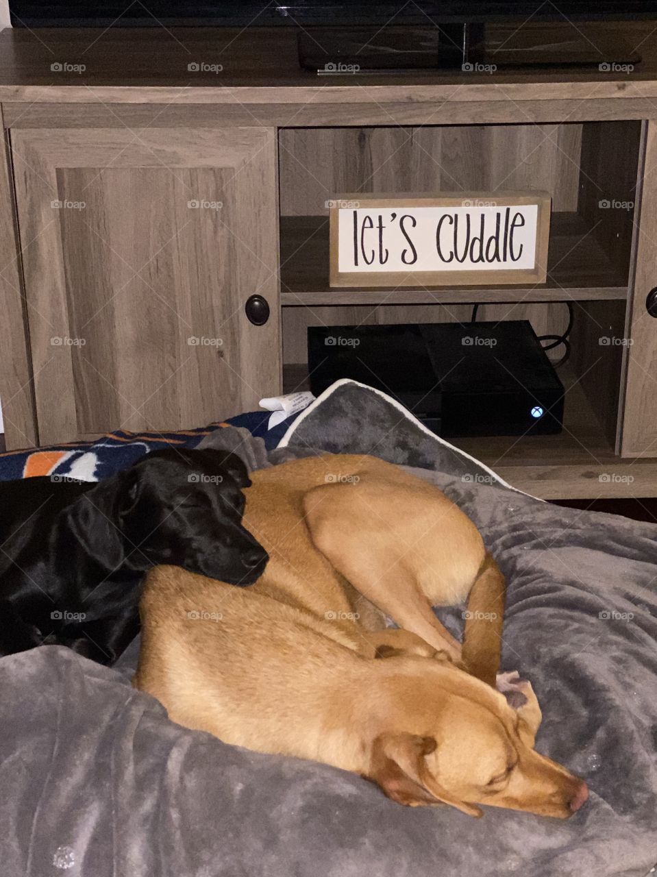 Dogs cuddling 