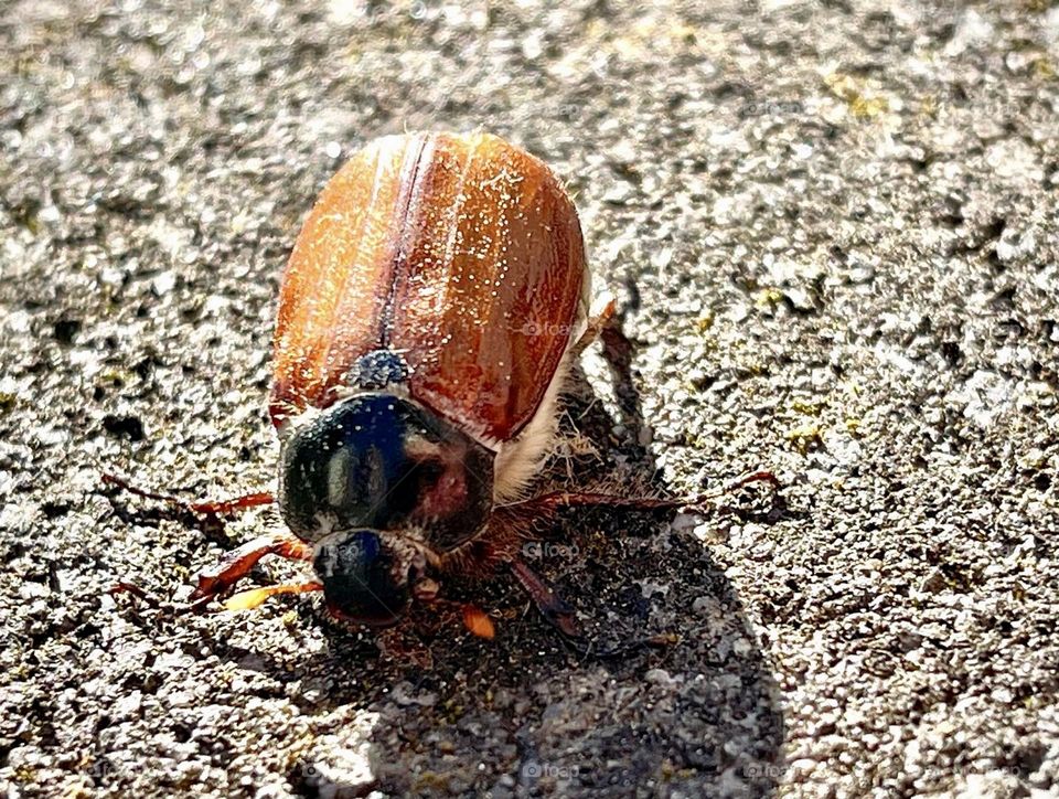 Bug on the sidewalk