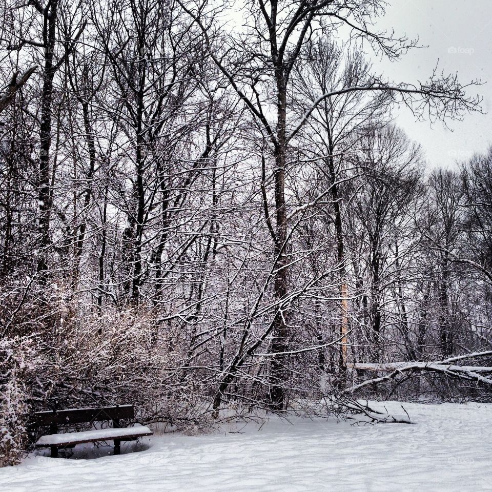 Winter at earl bales park 