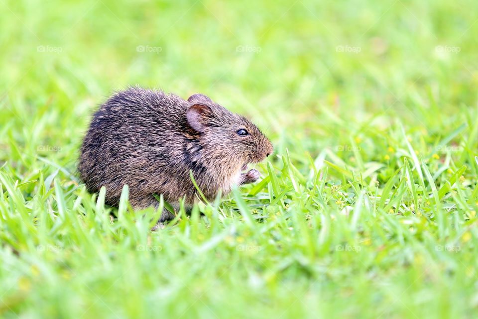 Mouse on grass