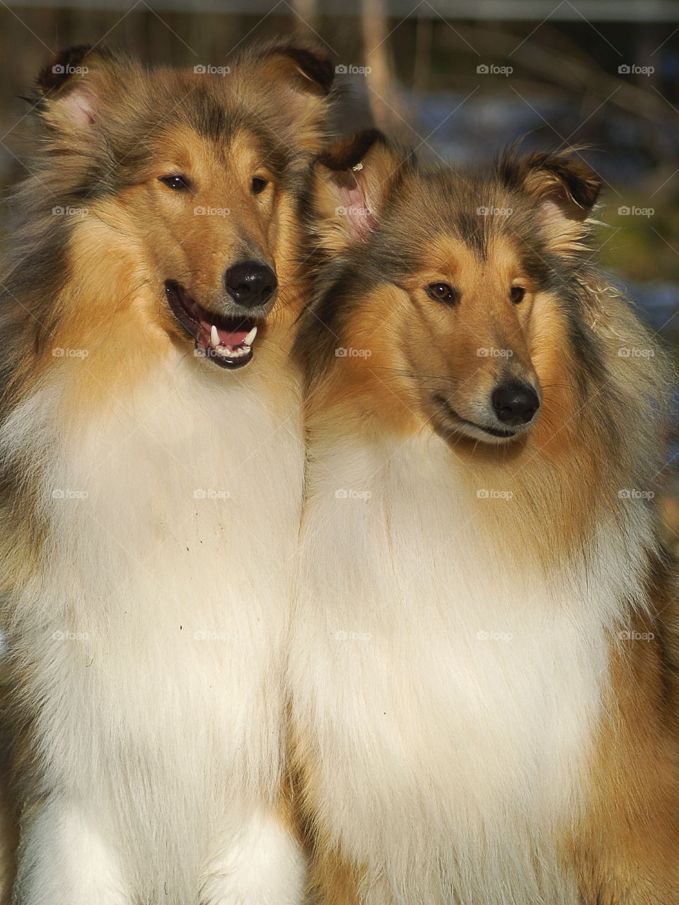 Two beautiful dogs looking alike