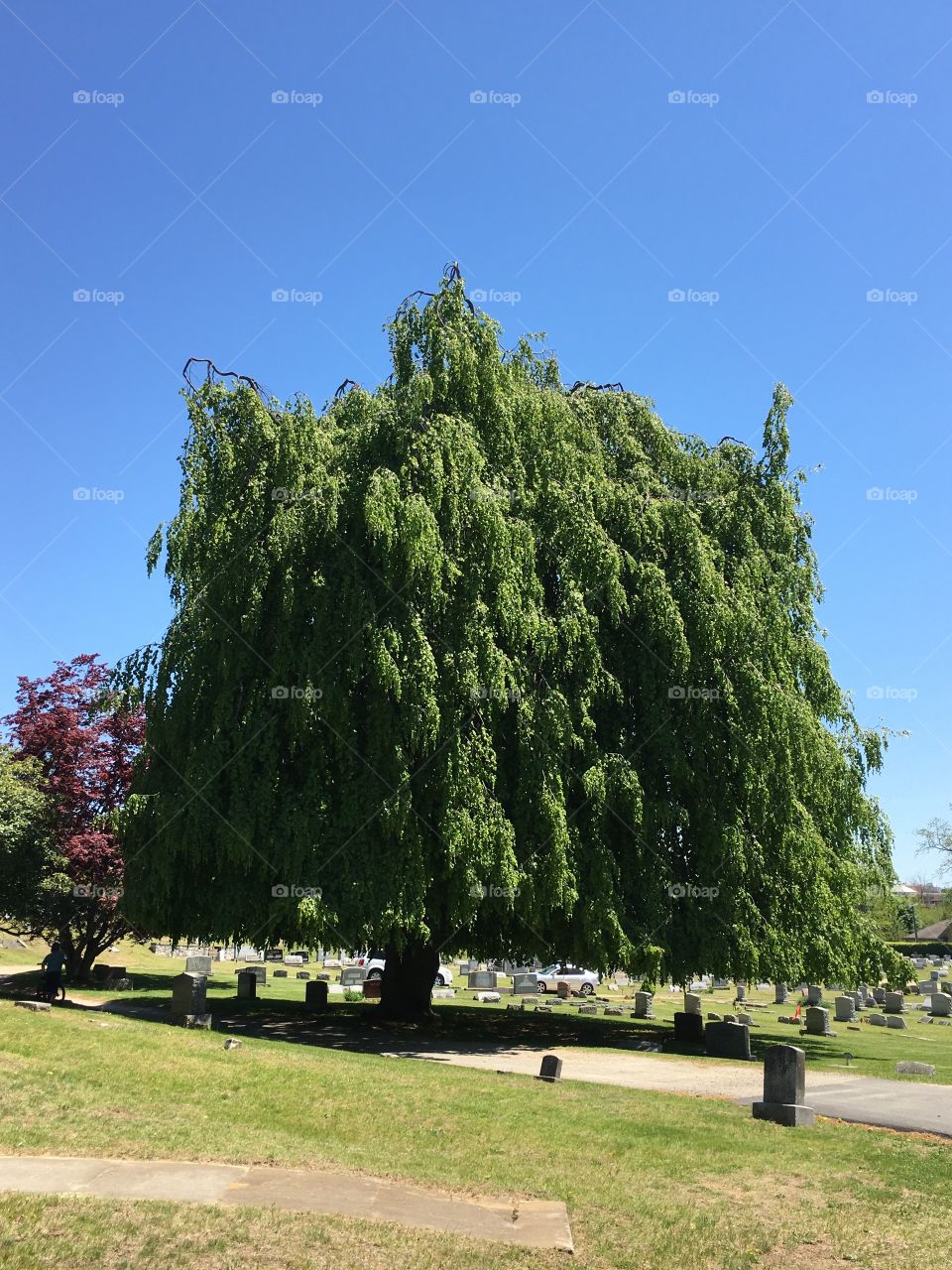 European Weeping Beech