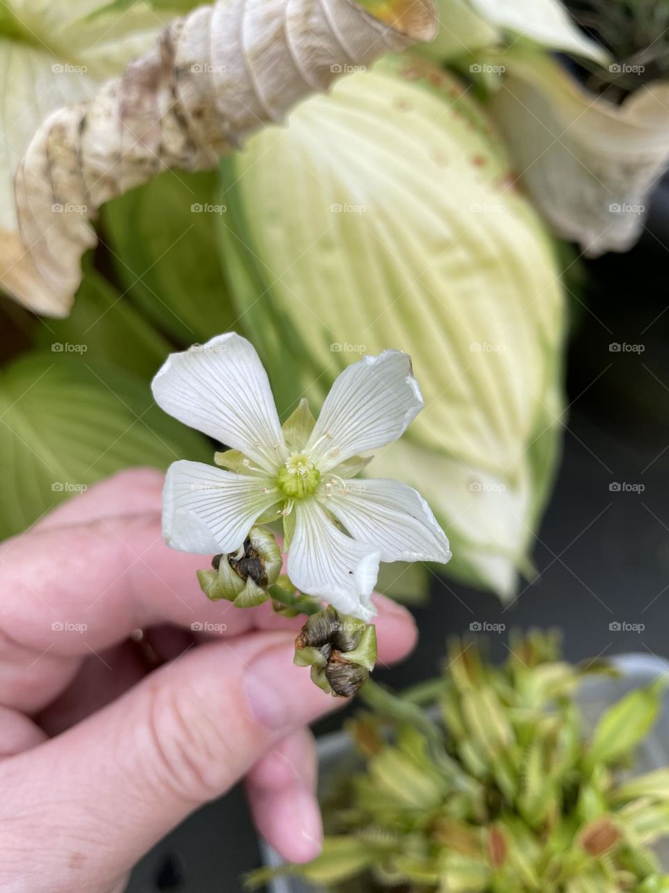 Elvis update … his two flowers shrivelled up and are now tight black curls … his third flower has opened fully and a fourth is in bud ..all this from one flower stalk … I cut off lots of other flower stalks as soon as they appeared to save his energy