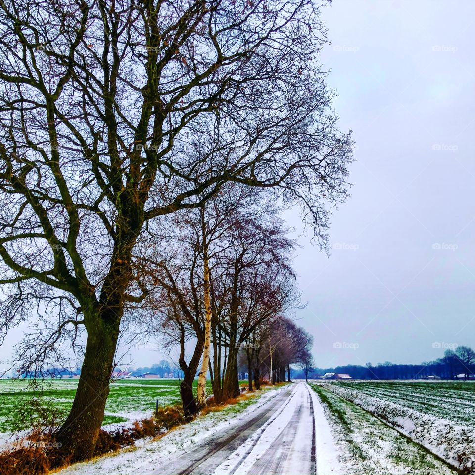 Snow on a country road running amongst the farm fields sided by a line of bare trees on the countryside under a grey Clouded sky