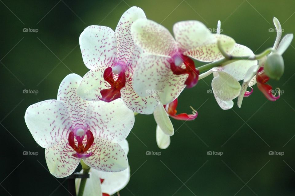 Close-up of orchid flower