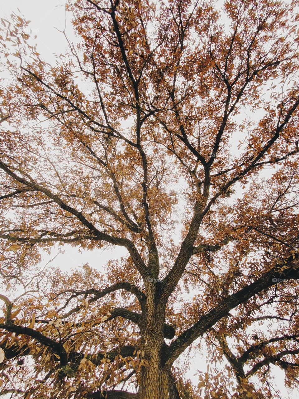 Fall tree