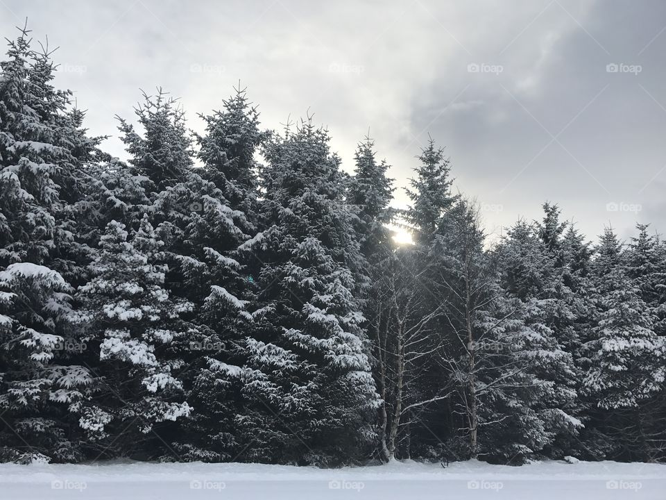 Beautiful norwegian pine trees covered in snow.