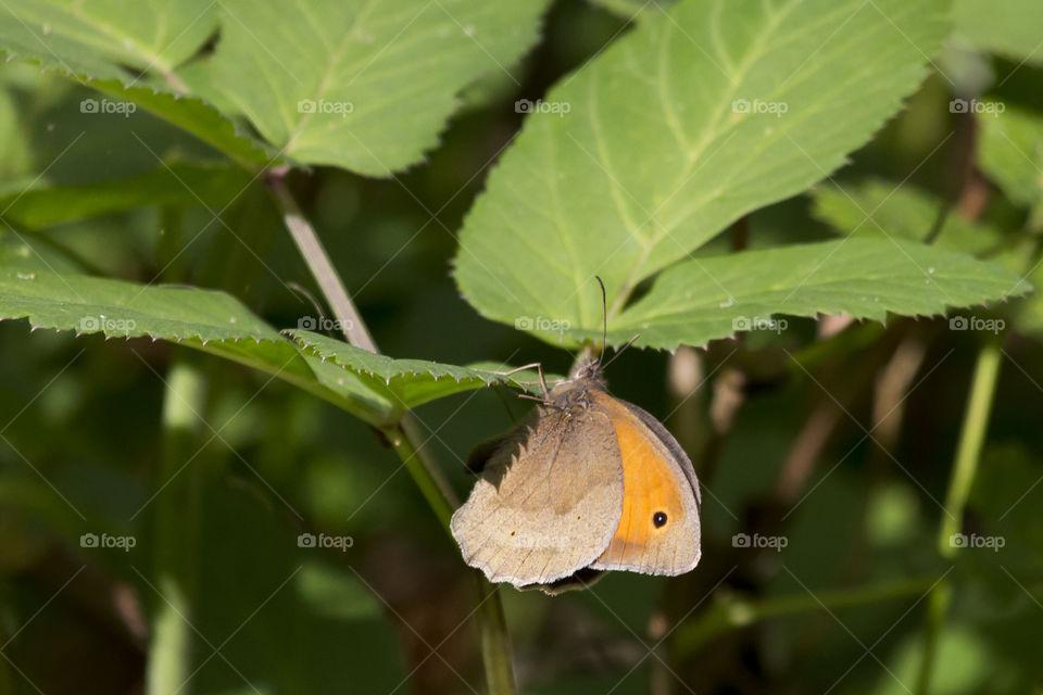 Butterfly climbing on leaf