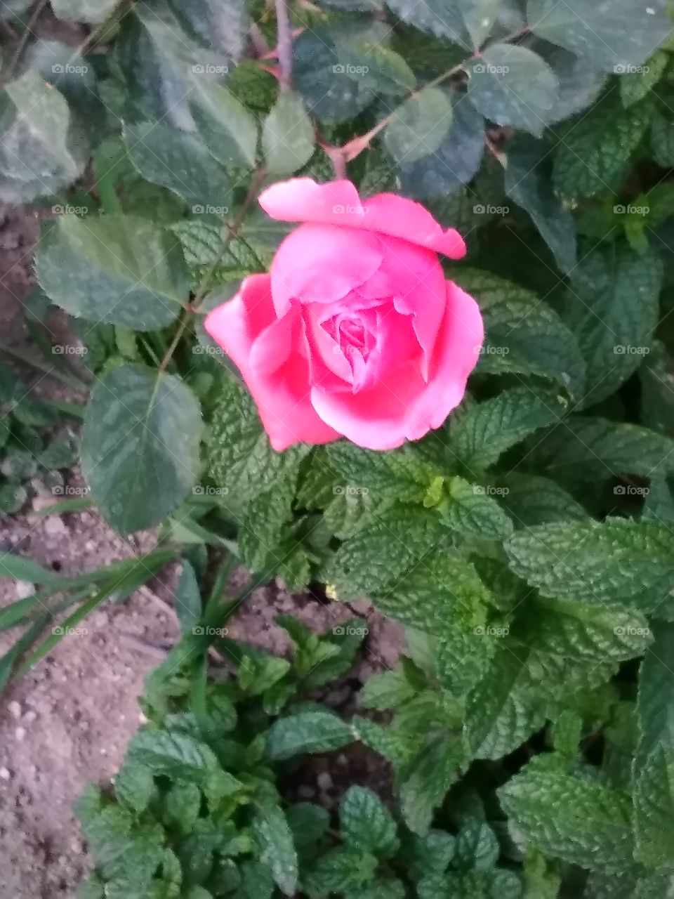 Pink Rose