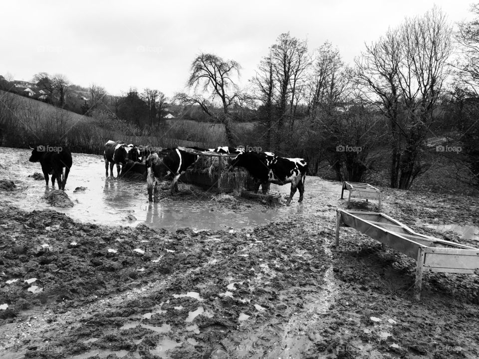 One of two photos of these cows enjoying food from their feeding station, in very muddy weather.