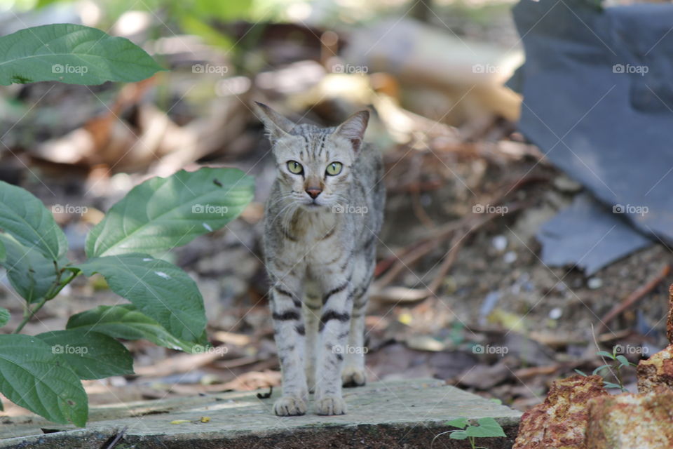 cat wild plant