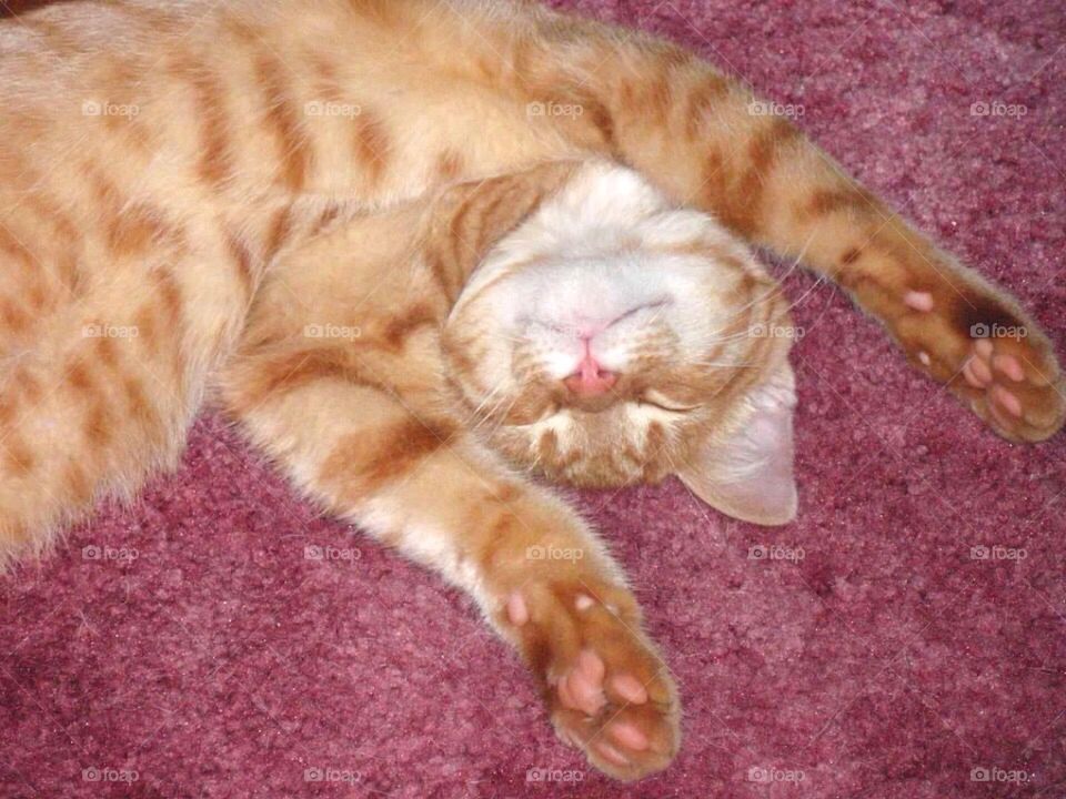Sleepy orange kitty. 