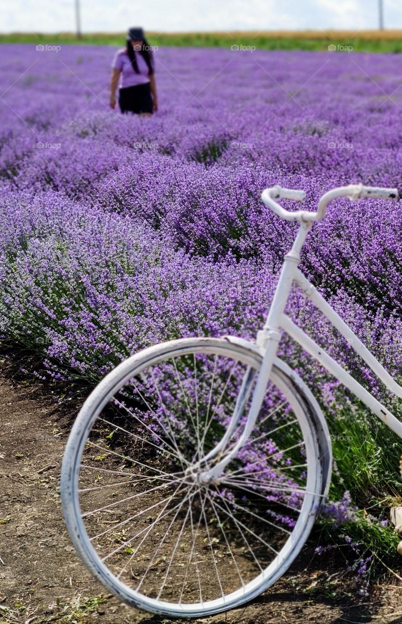 Hike and bike in the lavender field