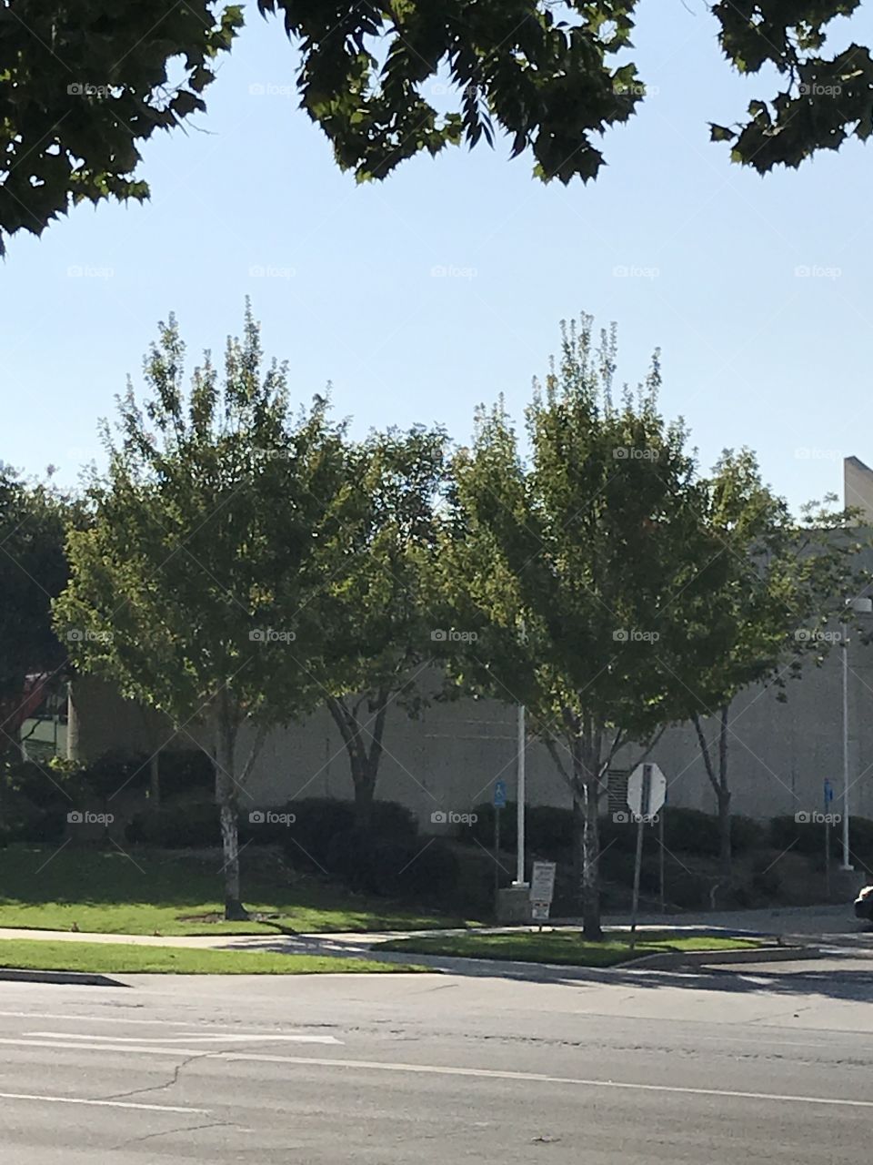 Beautiful trees outside the county public library. These and other trees help enhance the appearance of the library building so it does not look dull.