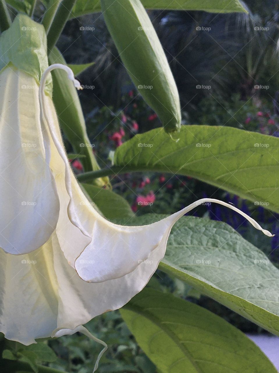 White flower detail on green leaves