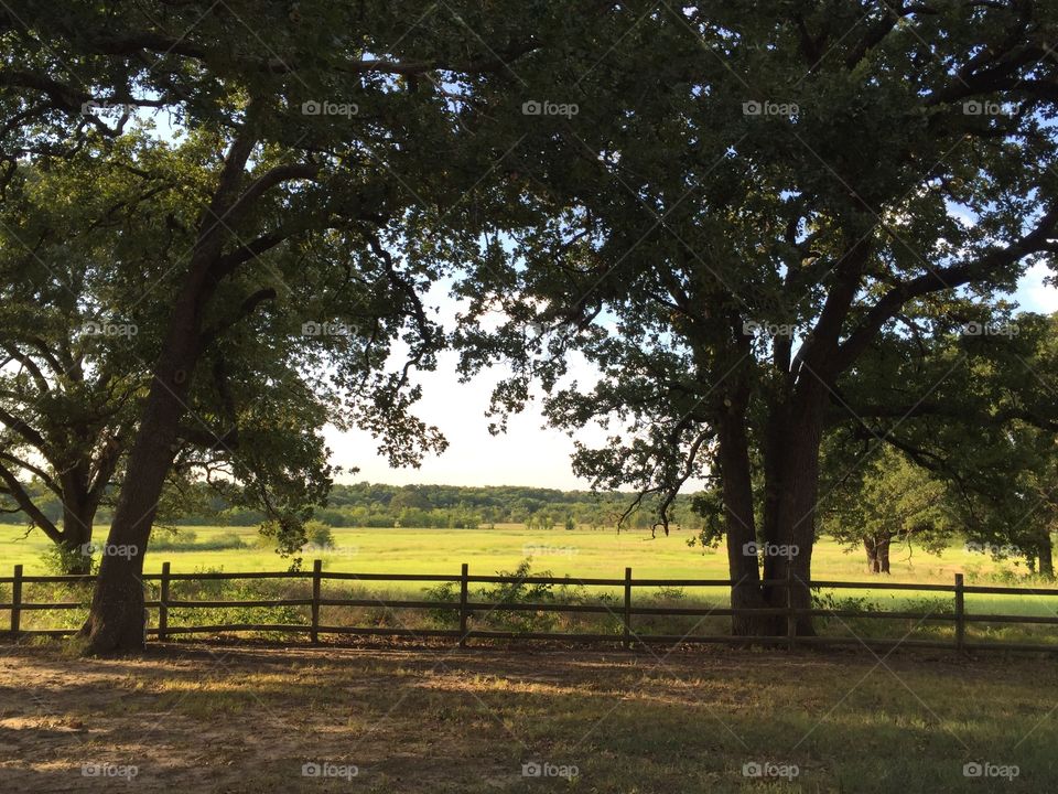 Open pasture