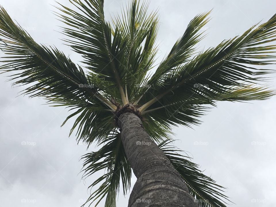 Palms tree, Mauritius 