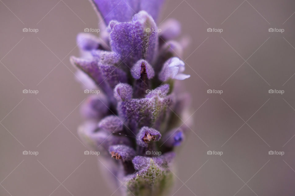 Lavender