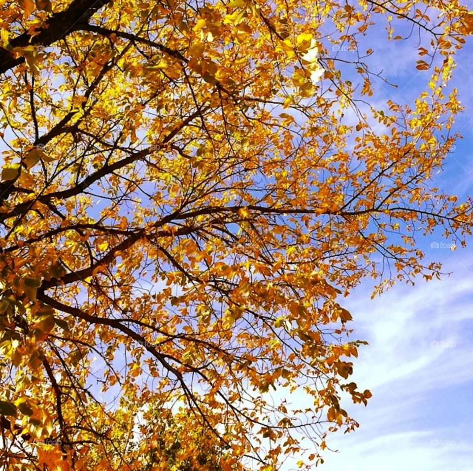 Autumn