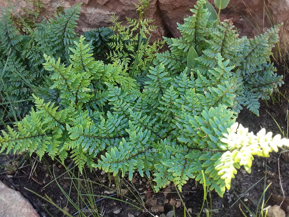 An indigenous tobacco plant at summertime near residents.
