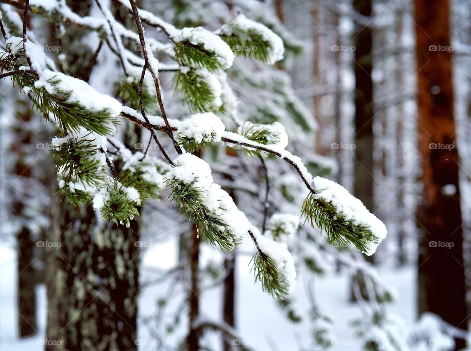snow on tree beautiful