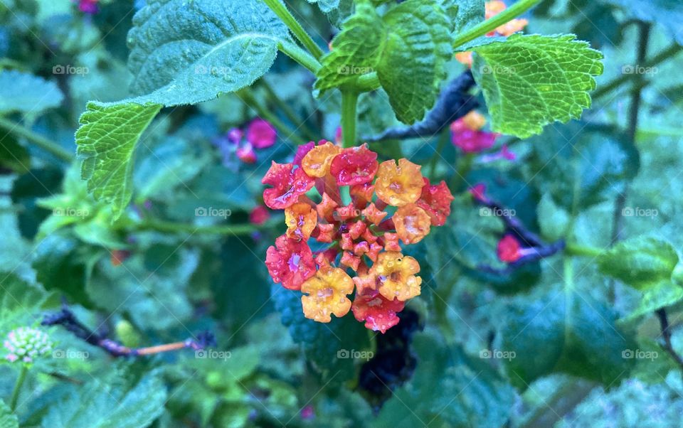 🌹 🇺🇸 Very beautiful flowers to brighten our day.  Live nature and its beauty. Did you like the delicate petals? / 🇧🇷 Flores muito bonitas para alegrar nosso dia. Viva a natureza e sua beleza. Gostaram das pétalas delicadas?