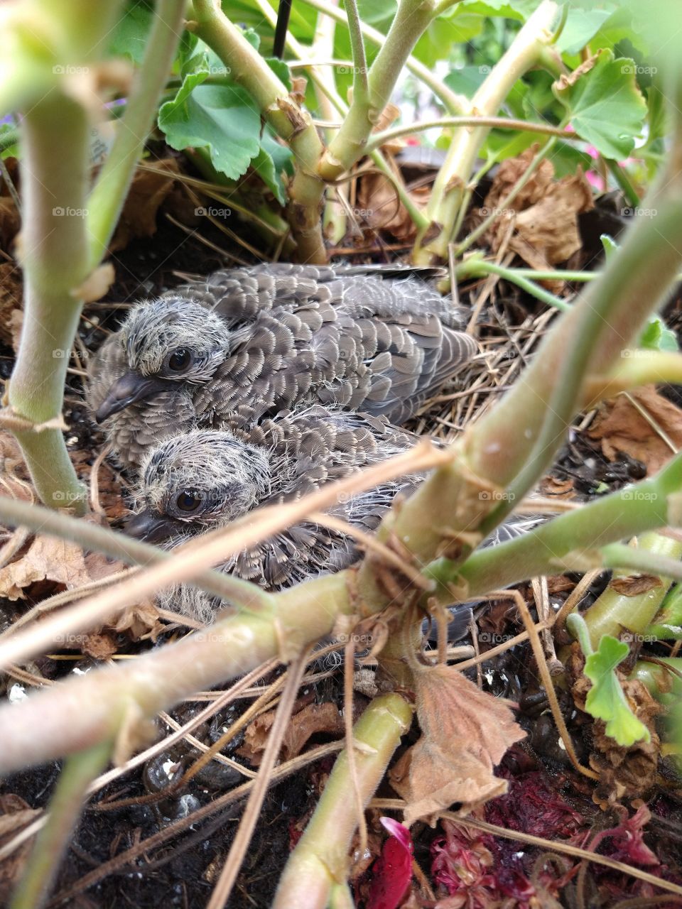 Two birds in a flower pot at Home Depot. More the you bargain for.